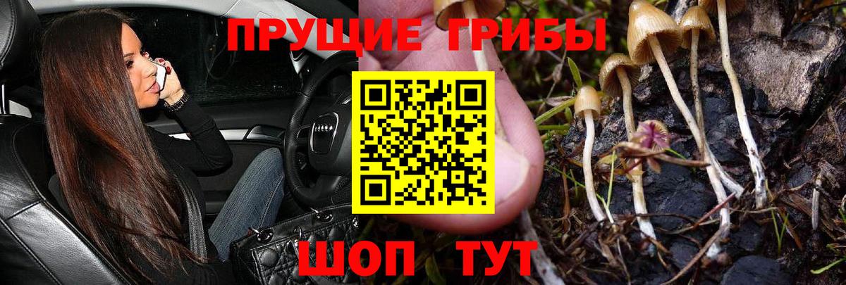 Галлюциногенные грибы GOLDEN TEACHER  Вход с VPN  Избербаш 